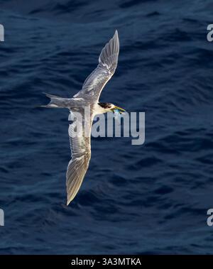 Great Crested Tern (Thalasseus bergii cristatus) in mare nell'Oceano Pacifico, intorno alle Isole Salomone. Adulto che cerca di rubare un pesce da un giovane Foto Stock