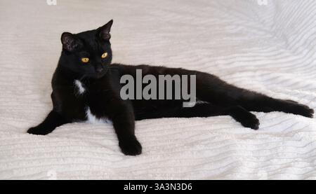 Un gatto nero con una piccola chiazza bianca seduto su una sedia