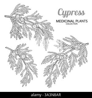 Illustrazione del profilo del ramo Cypress con coni Illustrazione Vettoriale