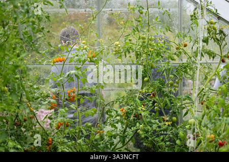 Consistenza di fondo piccoli pomodori ciliegini in serra. Pianta di pomodoro maturo che cresce in serra. Mazzo fresco di pomodori naturali su un ramo. Foto Stock