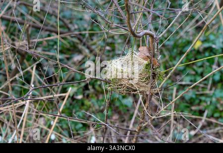 Nido di uccello vuoto su delicati rami di un arbusto nella foresta in primavera Foto Stock