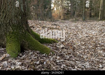 Radici ricoperte di muschio di un tronco d'albero nella foresta Foto Stock