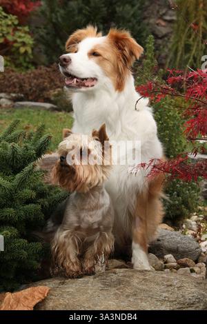 Collie di confine con Jorkshire terrier in un bellissimo giardino in autunno insieme Foto Stock
