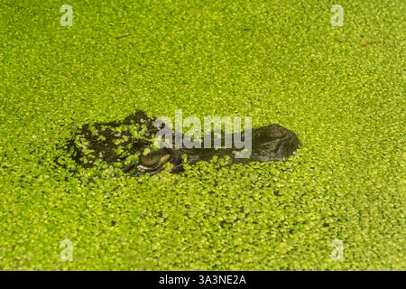 Il caimano dagli occhiali (Caiman Crocodilus) che si nasconde nell'alga d'anatra, coccodrillo della famiglia Alligatoridae, sottofamiglia Caimaninae, originaria di Central e Sou Foto Stock