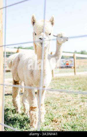 Alpaca bianco in piedi dietro una recinzione in una giornata di sole in un campo erboso. Foto Stock
