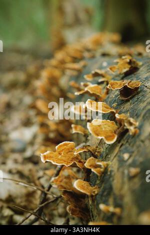 Tronco d'albero caduto e decadente ricoperto di funghi Foto Stock