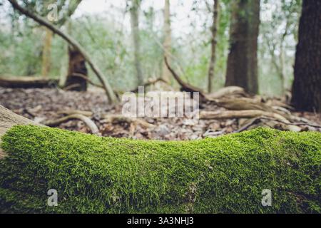 Muschio che cresce su un tronco di albero caduto e decadente in una foresta Foto Stock