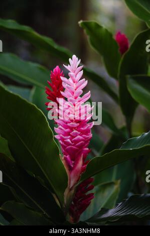 Primo piano di fiori di zenzero rosso tra foglie verdi in Costa Rica. Foto Stock