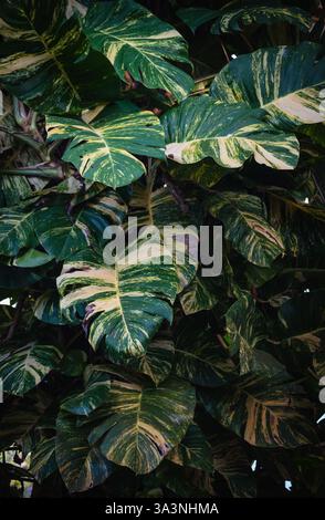 Grandi grondaie verdi gialle variegate di invasiva pianta di pothos dorato. Foto Stock