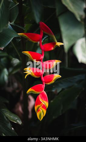 Primo piano il becco di pappagallo heliconia fiorisce in foglie verdi in Costa Rica. Foto Stock