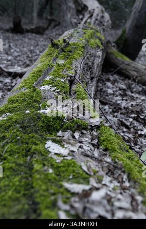 Muschio che cresce su un tronco di albero caduto e decadente in una foresta Foto Stock