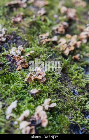 Funghi e muschio che crescono su un tronco d'albero caduto Foto Stock
