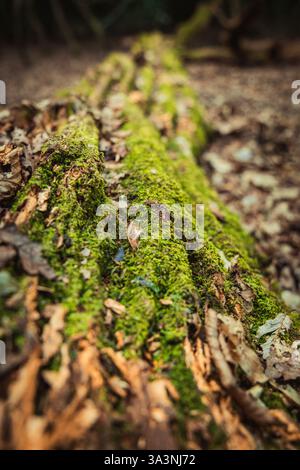 Un tronco d'albero caduto invecchiato coperto di muschio Foto Stock