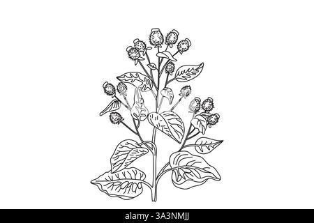 Pianta medicinale botanica in verde verde pastello isolata su sfondo bianco. Steli orizzontali disegnati a mano, foglie, fiori, frutti vettoriali illu Illustrazione Vettoriale