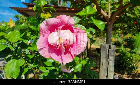 Nel cuore di un lussureggiante giardino inondato dalla luce del sole, una splendida fioritura di ibisco rosa è al centro della scena. Foto Stock