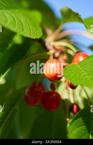 Un primo piano di ciliegie che maturano appese da un ramo di albero tra foglie verdi in piena luce del sole Foto Stock