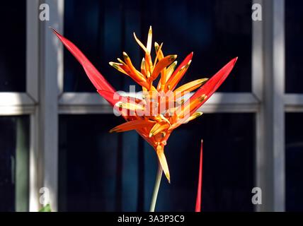 Fiore di Parrot (Heliconia psittacorum) in giardino Foto Stock