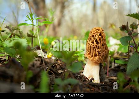 I funghi commestibili con un gusto eccellente, crescono in primavera, Ptychoverpa bohemica Foto Stock