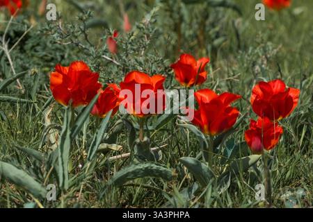 Il tulipano rosso di Greig, Tulipa greigii, cresce nei deserti, nelle steppe e nelle montagne del Tien Shan in Kazakistan. Foto Stock
