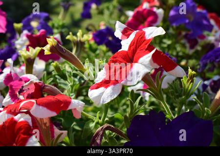 Un giardino fiorito vivace e colorato caratterizzato da vari tipi di petunie in piena fioritura. I fiori mostrano una gamma di colori, tra cui viola, rosso, Foto Stock