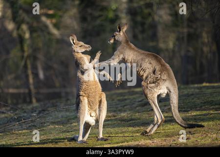 Canguro grigio orientale (Macropus giganteus), due maschi che combattono su un prato, prigioniero, Occuance Australia, Oceania Foto Stock