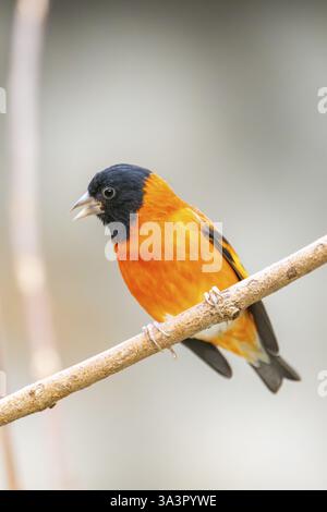 Colorato Songbird (Passeriformes) di colore arancione e nero seduto su un albero, prigioniero Foto Stock