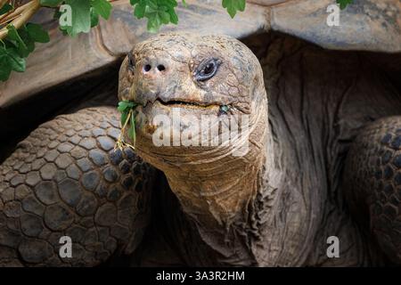 Una tartaruga delle Galapagos, Chelonoidis niger, che mangia foglie da un ramo. Conosciuta anche come la tartaruga gigante delle Galapagos, questa è la specie più grande sul fiume Foto Stock