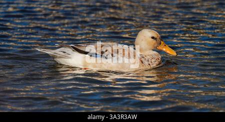 Canard colvert - Anas platyrhynchos - Mallard Foto Stock
