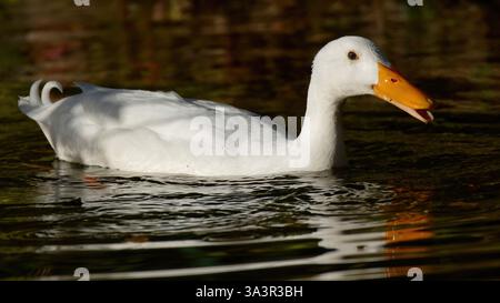 Canard coureur indien - Anas platyrhynchos domesticus - Indiano Runner Duck Foto Stock
