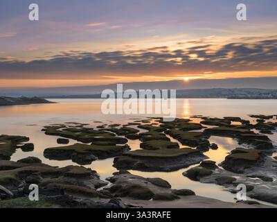 Northam Burrows vicino a Appledore nel North Devon - mentre la marea si allontana, la palude salata in continuo cambiamento con i suoi motivi di sabbia ricoperta da verde verde verde verde verde verde g Foto Stock