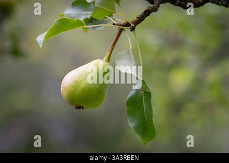 Primo piano di pere su un ramo d'albero con un rigoglioso giardino sullo sfondo. Pere su un ramo in un giardino di casa. Foto Stock
