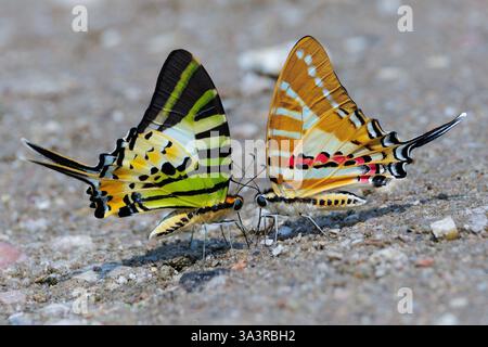 Cinque bar Swordtail Graphium Antiphates e Spot Swordtail (Graphium nomius) si nutrono dello sporco umido, Thailandia Foto Stock