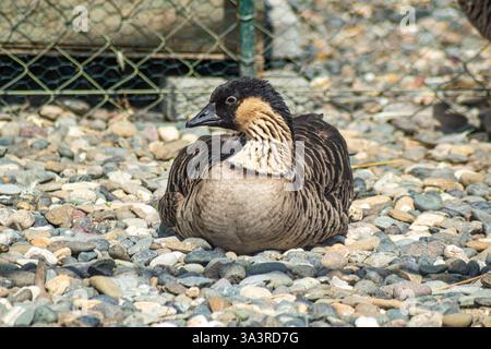 Un'oca nena, il raro uccello di stato delle Hawaii, che poggia su una superficie coperta di ciottoli in un ambiente prigioniero Foto Stock