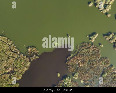 Vaste paludi ricoperte da varie piante verdi e acqua riflettente in un tranquillo ambiente naturale. Foto Stock