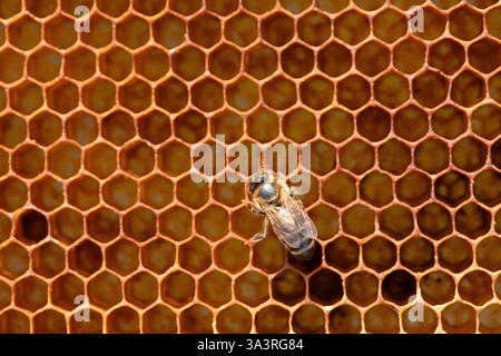 Primo piano di un'ape del miele che strizza su un favo, creando un'immagine accattivante del design intricato della natura Foto Stock