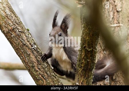 Forma di pelliccia nera di Sciurus vulgaris, scoiattolo rosso europeo. Arrampicata sull'albero nella foresta, nella repubblica Ceca. Primo piano verticale. Foto Stock