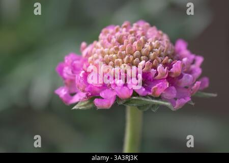 Primo piano del fiore Scabiosa columbaria "Pink Mist"; nome comune: Fiore a guanciale o scabious. Regno Unito, dalla primavera all'estate. Foto Stock
