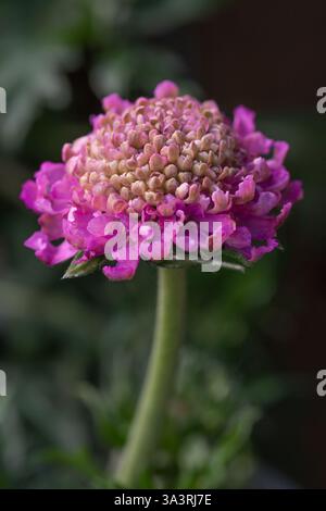 Primo piano del fiore Scabiosa columbaria "Pink Mist"; nome comune: Fiore a guanciale o scabious. Regno Unito, dalla primavera all'estate. Foto Stock