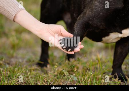 Il cane dà la zampa al proprietario mentre cammina per strada, da vicino. Il proprietario insegna trucchi da bulldog francese. Concetto di formazione, amicizia tra animali e hu Foto Stock