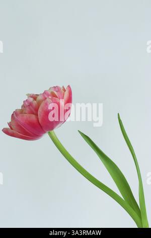 Un singolo tulipano rosa doppio che si piega sul gambo, petali arricciati racchiusi da petali esterni lisci. Immagine Studio; sfondo bianco. Copia spazio. Foto Stock