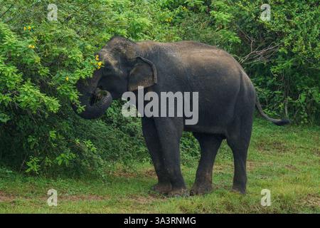 L'immagine cattura un elefante dello Sri Lanka (Elephas maximus maximus) che si nutre di una vegetazione lussureggiante nel Parco Nazionale di Yala, sulla costa meridionale, nello Sri Lanka. Questa Maje Foto Stock