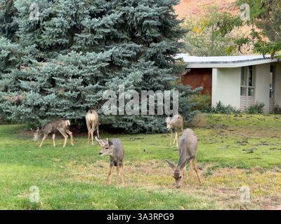 Due cervi muli fanno con i loro fawn pascolando nel prato di una casa nella piccola città di Moab, Utah. Foto Stock