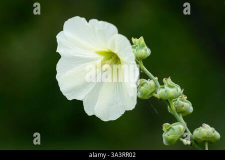 Primo piano di un fiore bianco di hollyhock (Alcea rosea). hollyhock singolo bianco con centro verde. Alcea rosea, fiore con sfondo sfocato. Foto Stock
