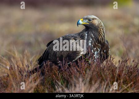 Aquila d'oro europea (Aquila chrysaetos chrysaetos) giovanile in inverno nella brughiera Foto Stock