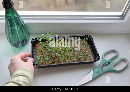 Vassoio da donna con ravanello fresco e germogli di cavolo, microgreen in crescita su un tappeto di lino a casa su un davanzale. Irroratrice, forbici. Organico Foto Stock