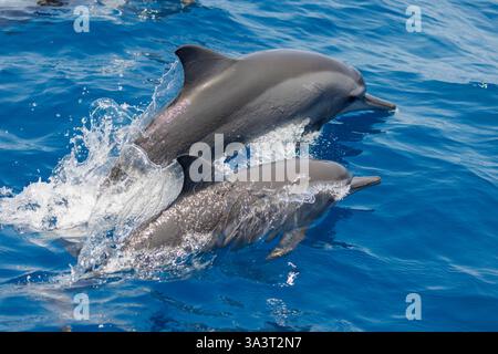 Il delfino Spinner, Stenella longirostris, salta in aria al largo della Repubblica Democratica di Timor Est. Foto Stock