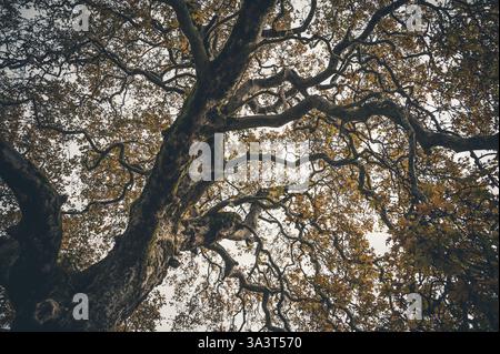 Una grande quercia con foglie gialle in autunno, ad Arkadia, Grecia Foto Stock