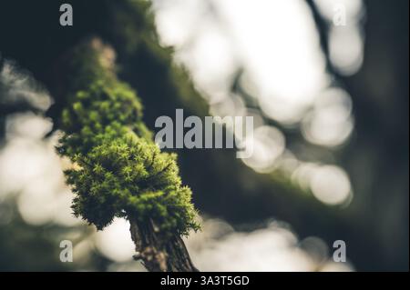 Moss copre un piccolo ramo in una foresta ad Arkadia, in Grecia Foto Stock