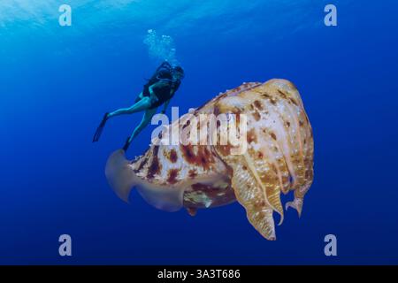 Subacqueo (MR) e seppia, seppia latimanus, al largo dell'isola di Guam, Micronesia, Isole Marianne, Oceano Pacifico. Foto Stock