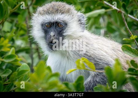 Scimmia Vervet dalla faccia nera (Cercopithecus pygerythrus) nel Parco Nazionale del Tarangire, Tanzania Foto Stock